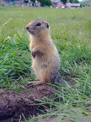 Baby gopher is sitting in its hole and looking around.