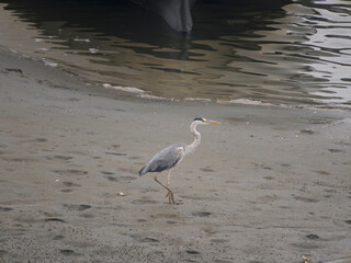 多摩川河口に生息する鷺