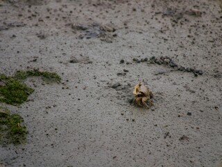 多摩川河口のかに