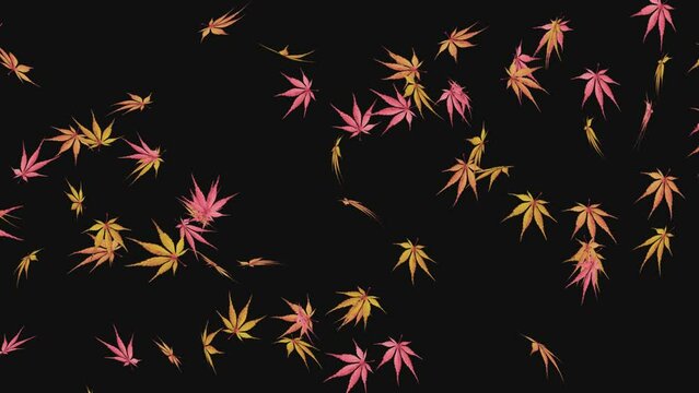 モミジの葉が、右側から左に散らばる、ループ可能で背景が透明な動画
