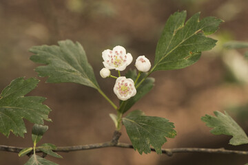 Crataegus monogyna common hawthorn waxy white flowers, light purple stamens and lobed leaves on natural green background