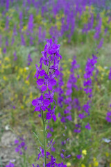 Larkspur Purple flower,close-up larkspur purple flowers,purple flower garden,