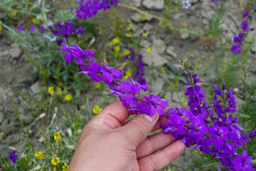 Larkspur Purple flower,close-up larkspur purple flowers,purple flower garden,