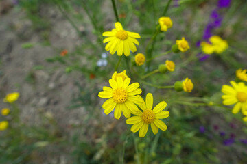 yellow daisy flower,all yellow daisy,fresh yellow daisy flowers in nature,