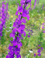 Larkspur purple flowers with green leaves, purple flowers in the fields in continental climate in spring,