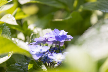 (自然ｰ花)あじさい４