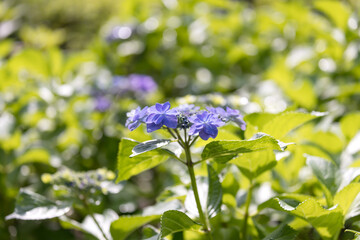 (自然ｰ花)あじさい５