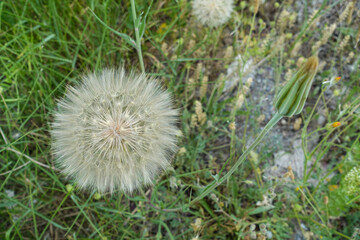 hairy dandelion plant,dandelion hairy,large dandelion fluff,