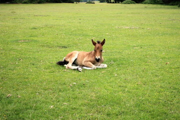 donkey in the meadow