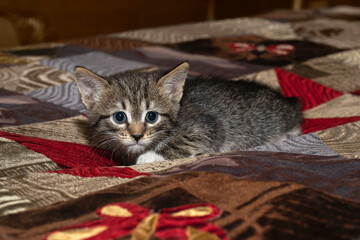 A small gray kitten was hiding on a multicolored bedspread. Selective focus