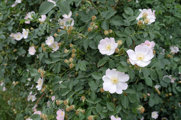 rosehip tree flower,rosehip flower on rosehip tree,thorny rosehip tree,