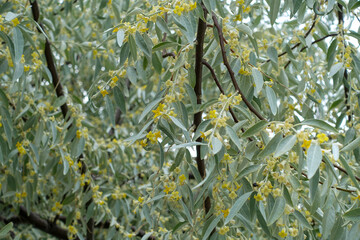 very fragrant silverberry tree, silverberry blooming in spring,
