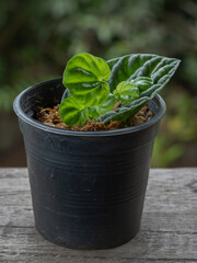 Closeup view of fresh young green peperomia caperata plant aka emerald ripple peperomia propagated from leaf in sphagnum moss isolated on natural outdoor background