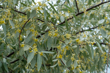 very fragrant elaeagnus tree, elaeagnus blooming in spring,