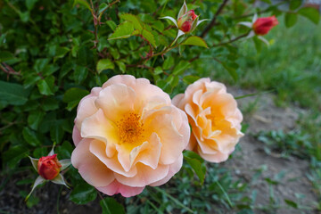 fire red rose, two roses in rosewood, fresh rose,