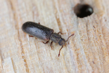 European lyctus beetle - Lyctus linearis. Common wood-destroying insect.