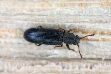 European lyctus beetle - Lyctus linearis. Common wood-destroying insect.