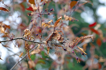 Yponomeuta malinellus or Apple ermine moth. Colony of Larvae that ate the leaves of garden tree of ornamental apple tree.
