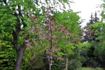 Yponomeuta malinellus or Apple ermine moth. Colony of Larvae that ate the leaves of garden tree of ornamental apple tree.