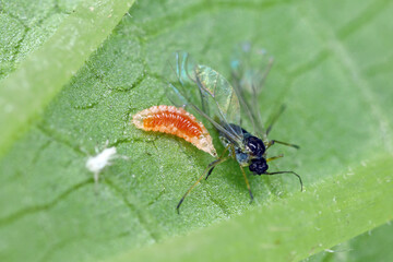 Willow carrot aphid, Cavariella aegopodii hunted by larva of an Aphidoletes aphidimyza (commonly referred to as the aphid midge) on a leaf.