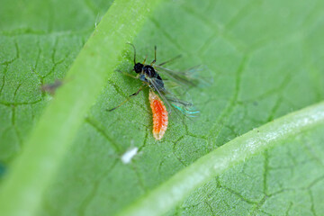 Willow carrot aphid, Cavariella aegopodii hunted by larva of an Aphidoletes aphidimyza (commonly referred to as the aphid midge) on a leaf. - obrazy, fototapety, plakaty