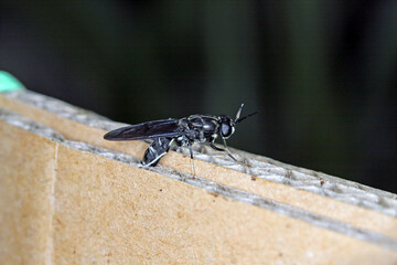 Black Soldier flie Hermetia illucens laying eggs in a carton.