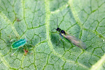 Willow carrot aphid, Cavariella aegopodii on a leaf.
