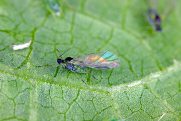 Willow carrot aphid, Cavariella aegopodii on a leaf.