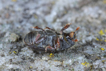 European oak bark beetle, Scolytus intricatus, extreme close-up