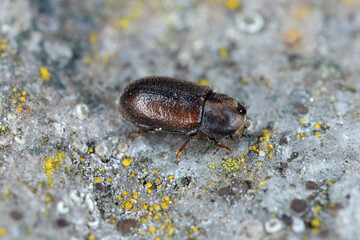 Cis boleti beetles within bracket fungus. Minute tree-fungus beetle living on Polyporales bracket fungus.