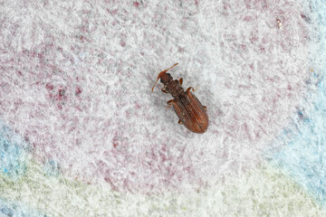 Tiny minute brown scavenger beetle Latridiidae on paper. High magnification.