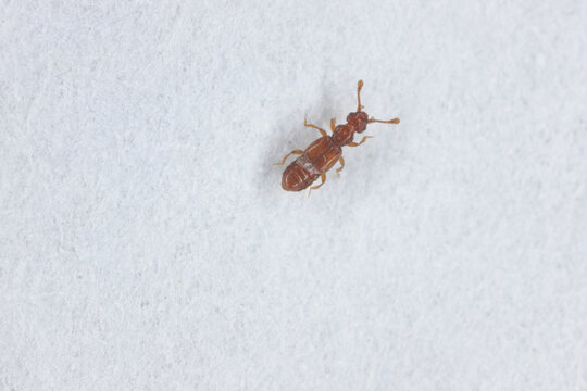 Tiny beetle Euplectus is a genus of ant-loving beetles in the family Staphylinidae. There are about 13 described species in Euplectus. Insect on paper.