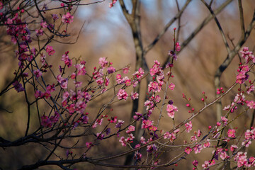 東京赤坂にある東京ミッドタウンに咲く梅