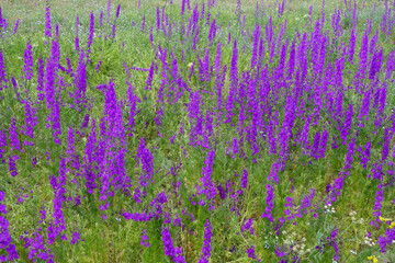 Obraz premium Larkspur purple flowers with green leaves, purple flowers in the fields in continental climate in spring,