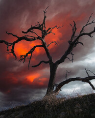 céu vermelho