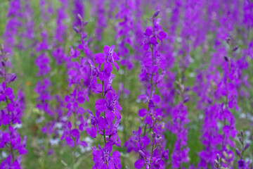 Larkspur purple flowers with green leaves, purple flowers in the fields in continental climate in spring,