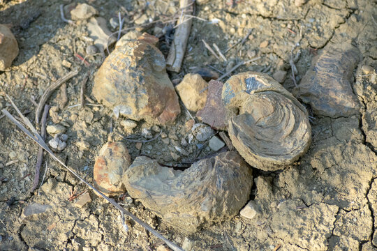 Selective Focus of Fossilized Oyster shells