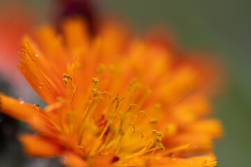 Orange Hieracium close up ohoto made in Weert the Netherlands