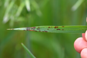 Discolored cereal leaf caused by infection with pathogenic fungi. A disease of cultivated,...