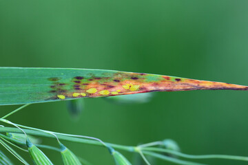 False-oatgrass aphid Metopolophium albidum on an oat leaf. The characteristic discoloration is the result of feeding by this pest.