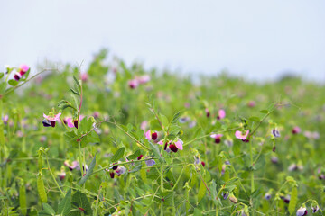 Large cultivated crop of peas. Green peas crop. Field of peas.