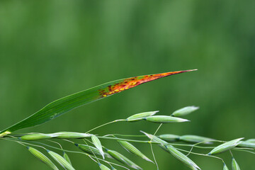 False-oatgrass aphid Metopolophium albidum on an oat leaf. The characteristic discoloration is the...