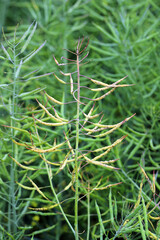 Dark leaf pod spot Alternaria brassicicola (and brassicae, alternata) on seedpods of winter rapeseed. Alternariosis.