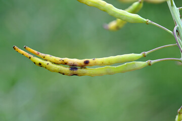Dark leaf pod spot Alternaria brassicicola (and brassicae, alternata) on seedpods of winter...