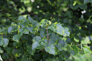 A disease of linden leaves caused by small arachnid mites.