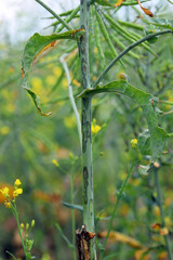Feeding symptoms of stem weevil borer larvae on the stem surface of oilseed rape.