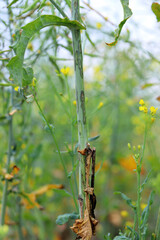 Feeding symptoms of stem weevil borer larvae on the stem surface of oilseed rape.