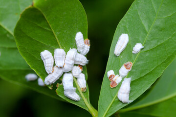 Scale insects (Coccidae) on a magnolia in the garden. Dangerous pests of various plants. They are...
