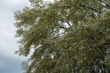 silverberry tree, silverberry blooming in spring,
