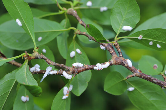 Scale insects (Coccidae) on a magnolia in the garden. Dangerous pests of various plants. They are commonly known as soft scales, wax scales or tortoise scales. 